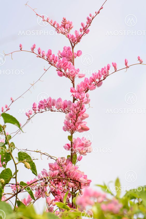 Antigonon leptopus Hook