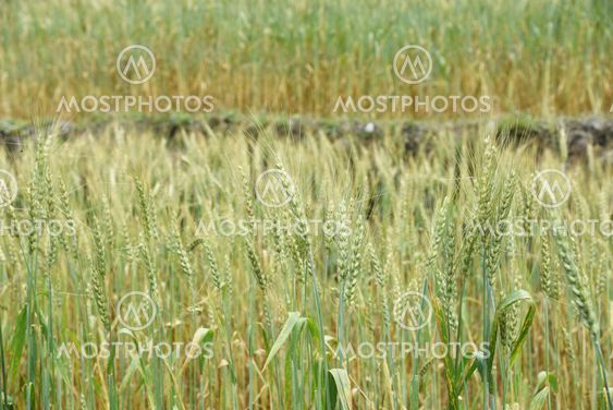 closed up the barley field in Nepal