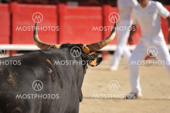 bull in arena