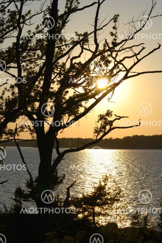 Tree at dawn
