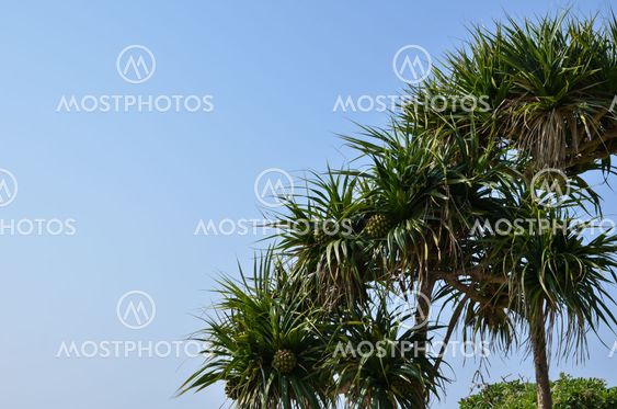 Adan Fruit Trees