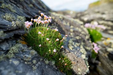 Pink thrift flowers blossoming on rough rocky shore...