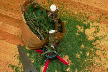 Christmas tree after the holidays with cut branches in a...