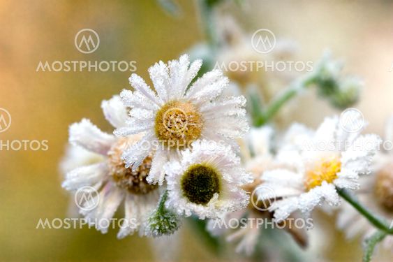 frost chamomiles