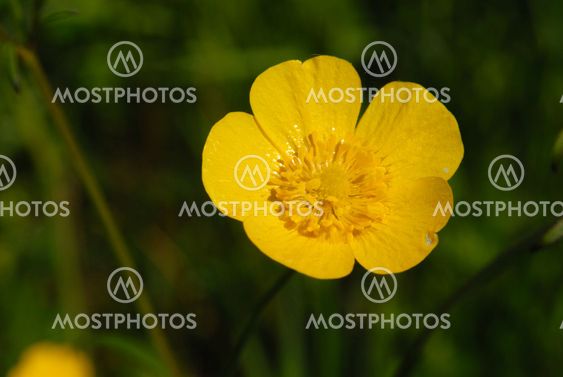 Buttercup2