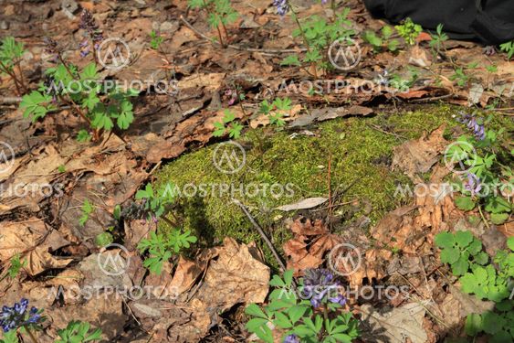 flowerses and green moss in spring wood