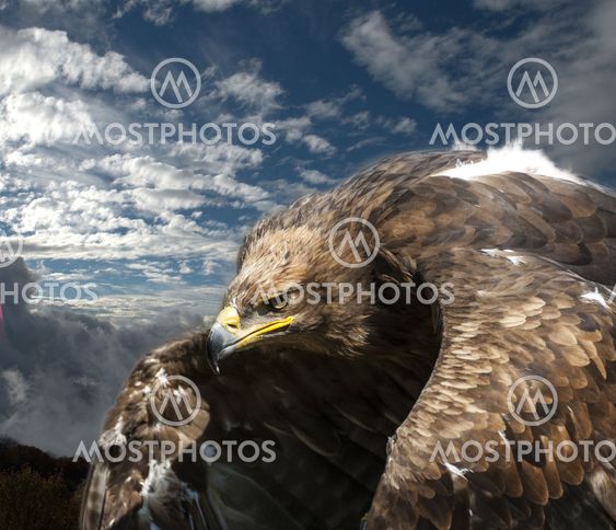 Eagle