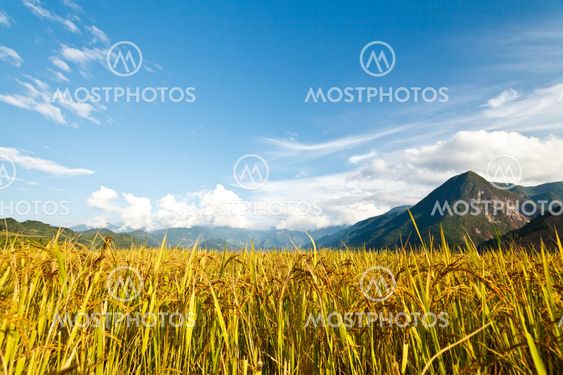 Rice terraces in the mountains