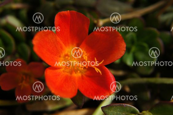 Portulaca