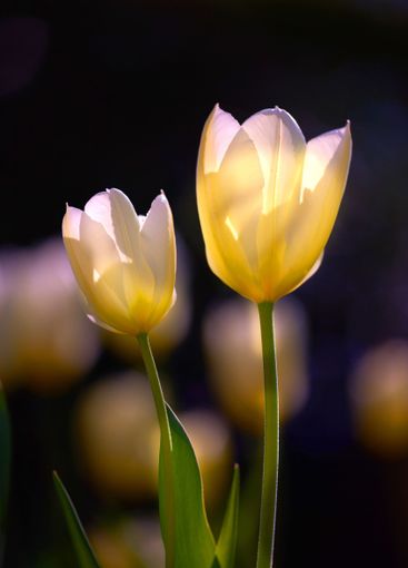 Tulip, flowers and garden in spring with growth, color...