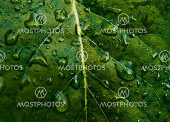 wet leaf