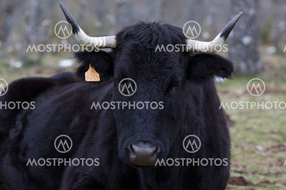 Black bull head