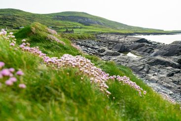Pink thrift flowers blossoming on rough rocky shore...