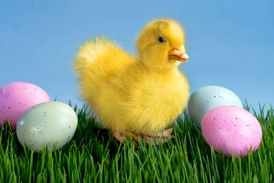 Cute Easter Duck.