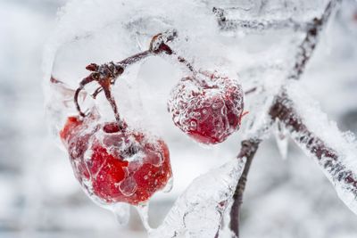 Icy branch with crab apples