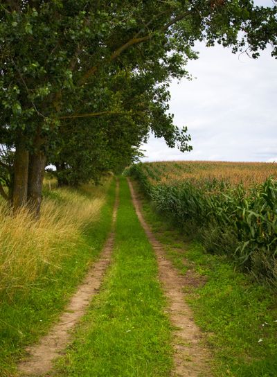 Sommarmotiv från Skåne 2