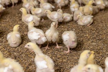 small chickens in down and feathers during cultivation...