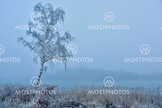 Vintermorgon