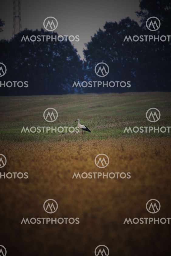 White Stork