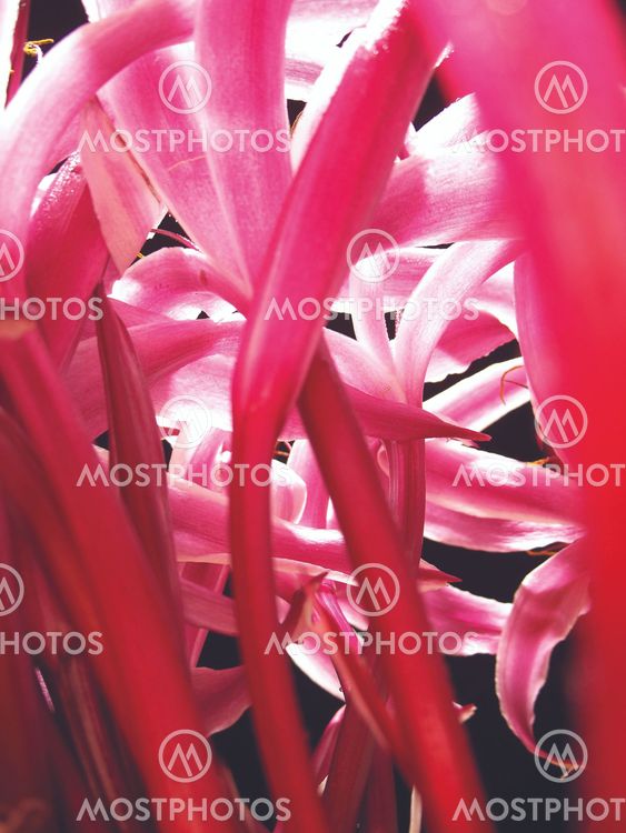The Giant Spider Lily -2
