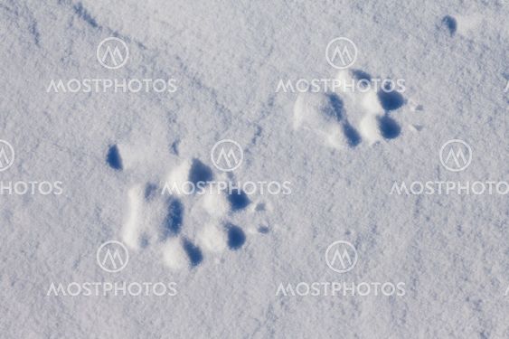 Wolf Tracks in Snow