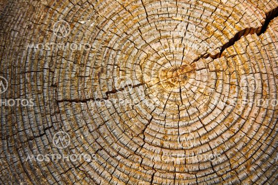Old wood texture