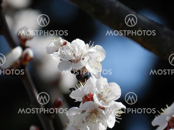 Cherry in bloom