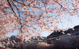 Cherry blossom trees in Kungstradgarden, Stockholm, Sweden