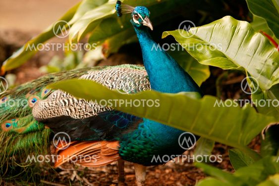 Hidden Peacock