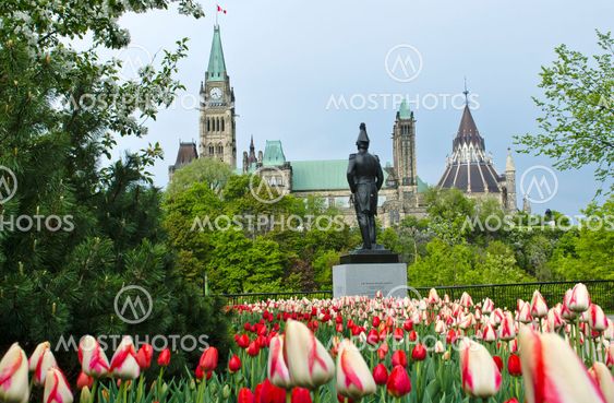 Tulips Canada