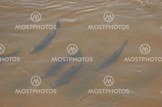 Fish swarm