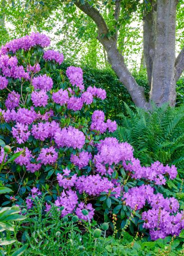 Flowers, plants and garden with bush for spring, zen and...