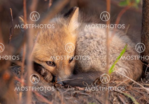Fox Kits Near Den