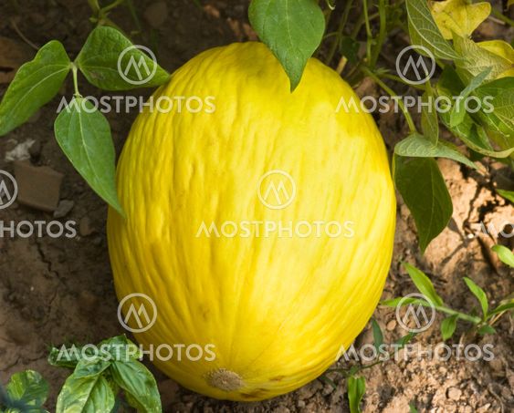melon