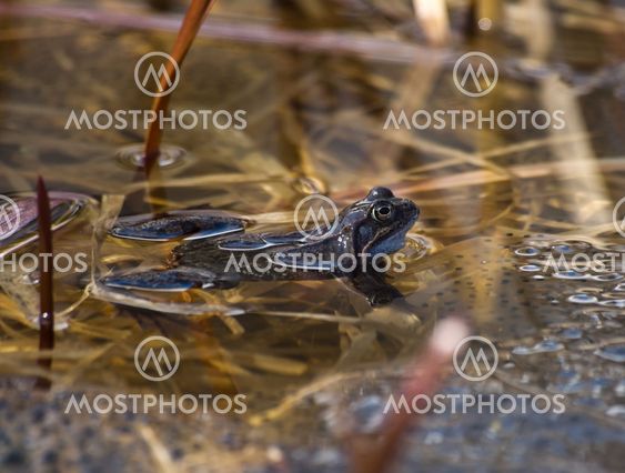 Lonely frog