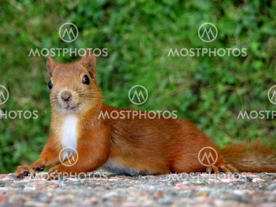 A happy squirrel