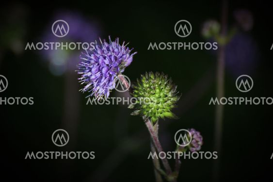 Devils Bit Scabious