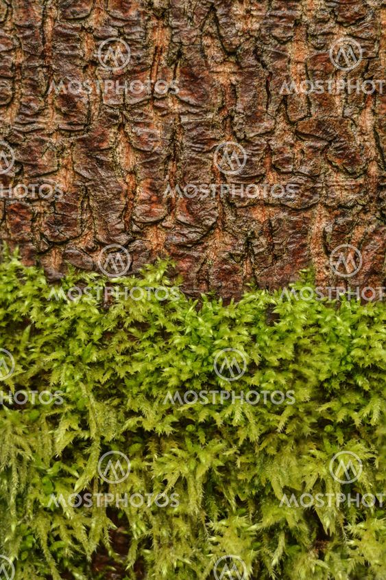 moss and tree bark texture
