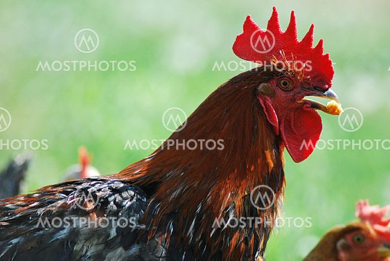 Proud cock