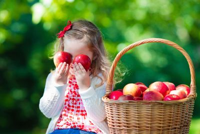 Little girl picking apples 