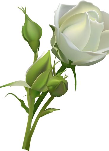 White rose blooming with green buds on a white...