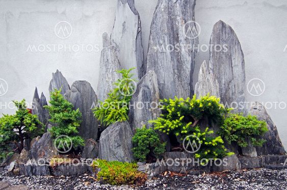 bonsai pine trees