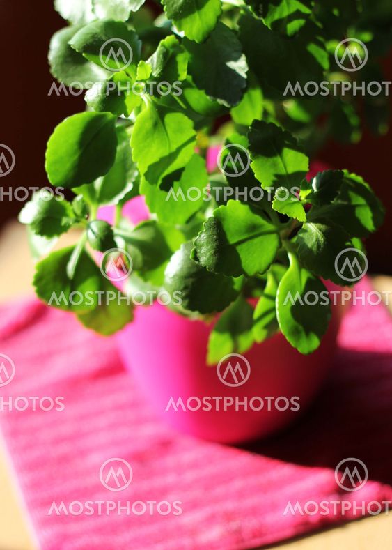 Green home plant in flower pot