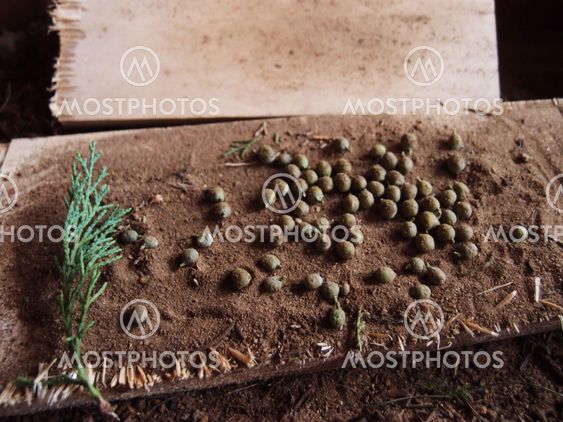Juniperus virginiana getting seeds