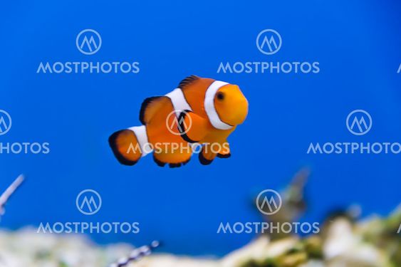 Clown fish