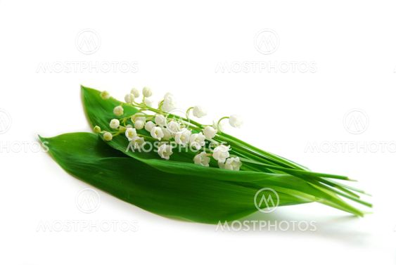 Lily-af-the-dal på hvid