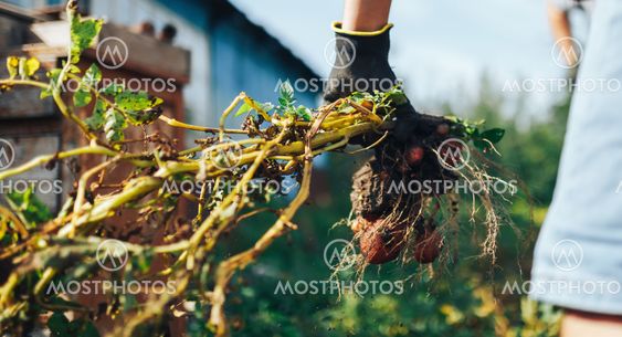 Harvest time concept. Farmer harvesting fresh organic...