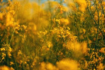 Oilseed rape organic crops in bloom