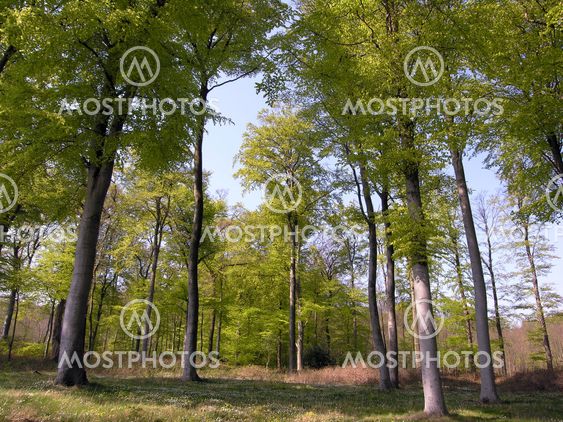 Springtime in Danish forest