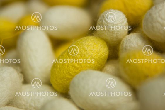 silkworm cocoon macro detail